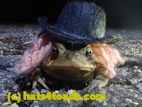 /home//u458753944/public_html/sourcegallery//Roxborough Toad Detour/2021/2021-04-10/P4100221.JPG